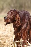 SETTER IRLANDAIS 438